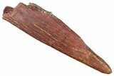 Fossil Pterosaur (Siroccopteryx) Tooth - Morocco #295179-1